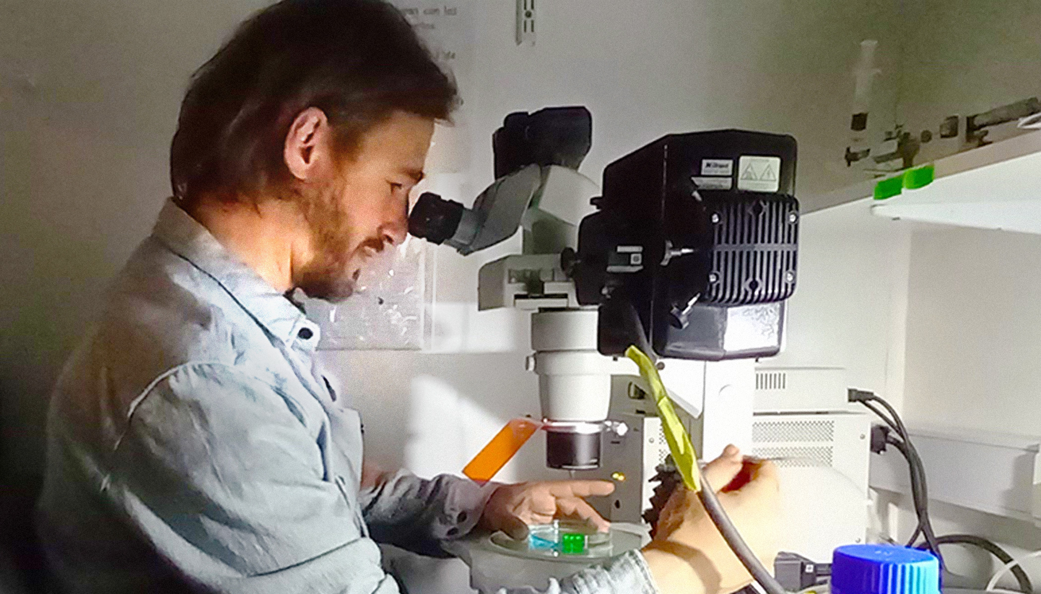 A researcher looks into a microscope in a lab. Petri dishes and a bottle of blue liquid are on the desk.